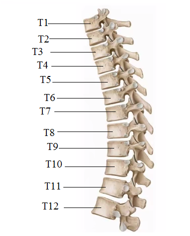 Resultado de imagen para vertebras dorsales
